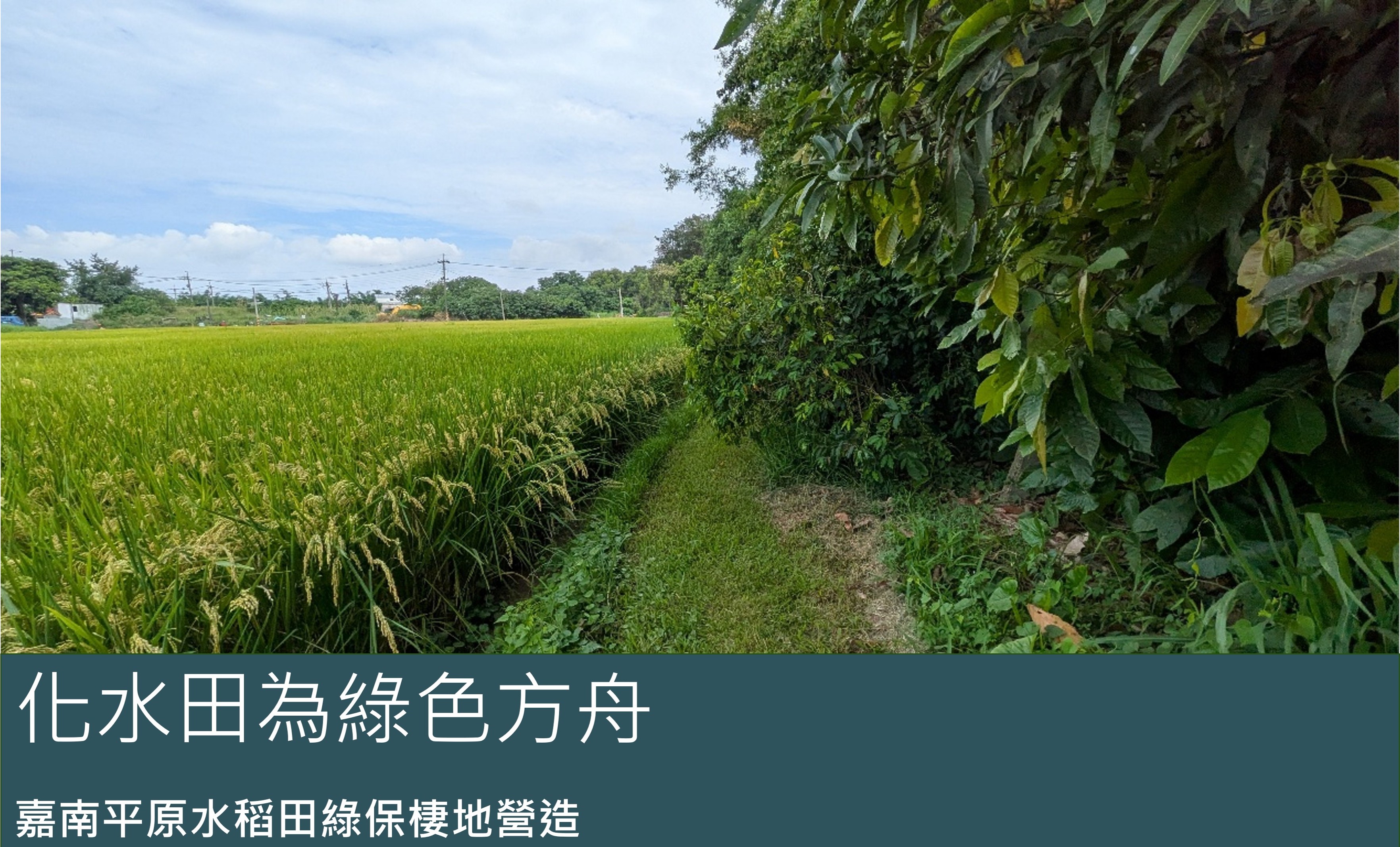 化水田為綠色方舟：嘉南平原水稻田綠保棲地營造